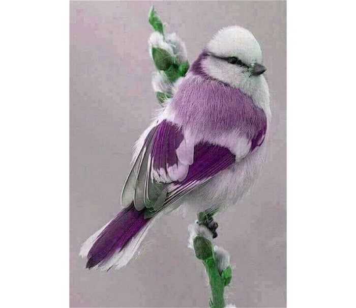 Purple Bird